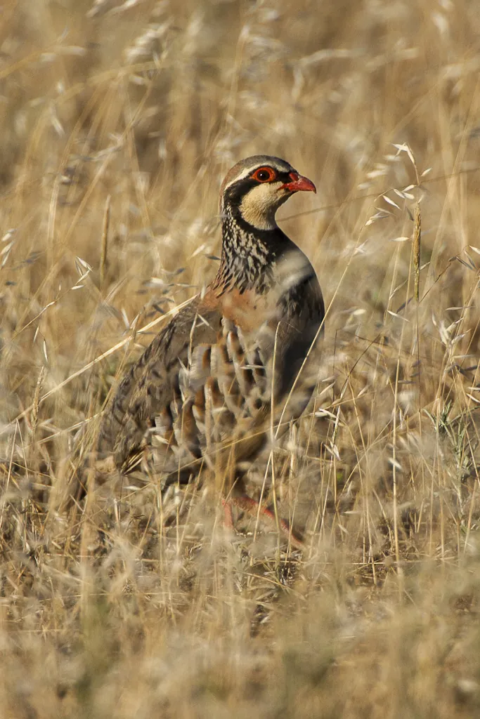 À Sandrans (Ain), les chasseurs et des lycéens de la MFR plantent une haie cynégétique de 390 m