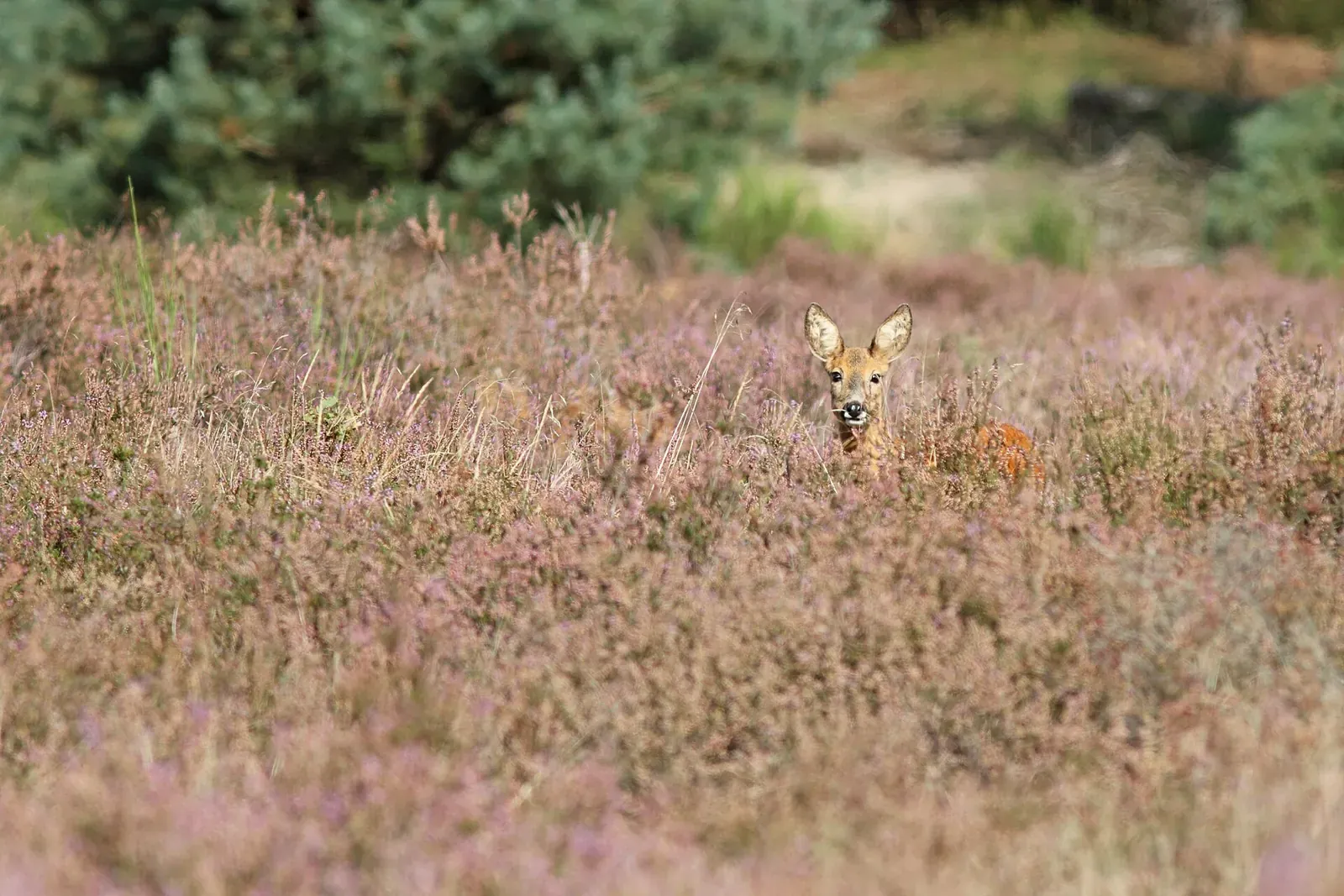 Les chasseurs de l'Allier restaurent 100 mares pour sauver la Cistude d'Europe