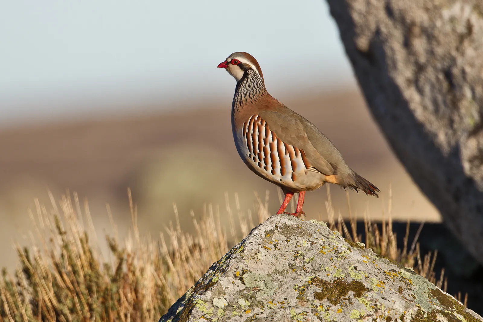 Hautes-Alpes : "Et si tout commençait à la chasse !", la campagne qui invite la relève à franchir le pas