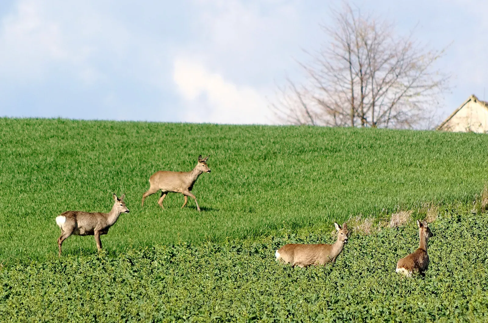 Dans le Cantal, les chasseurs de la Planèze ont planté 65 km de haies pour la biodiversité
