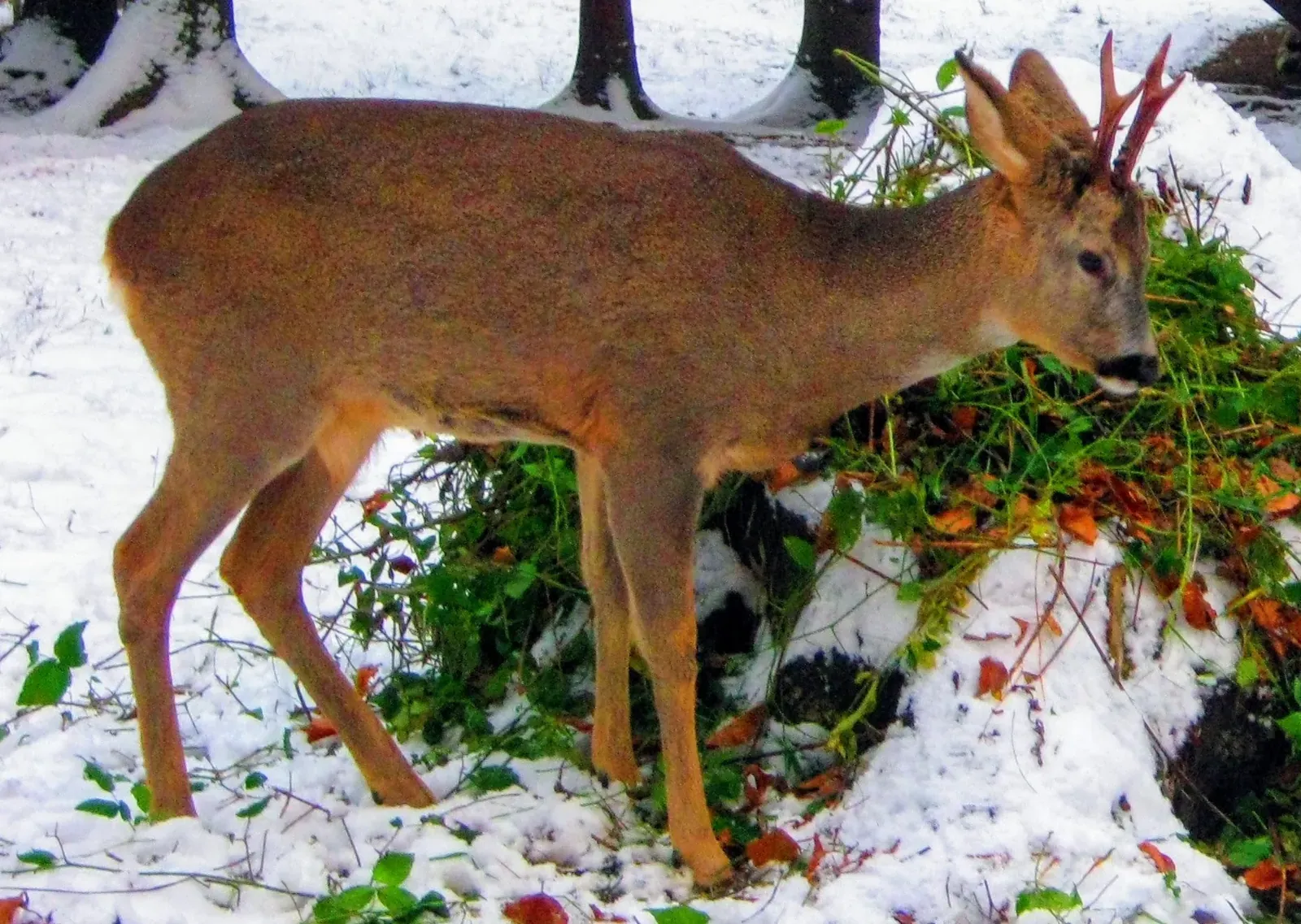 La Cabane de Moins : la réserve naturelle des chasseurs de Charente-Maritime ouvre ses portes au public au printemps 202