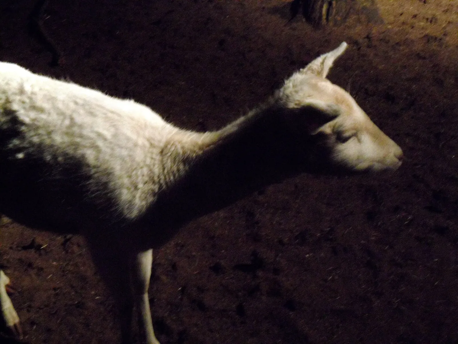 En Dordogne, la relève de la chasse : une association de jeunes, mixte et fière