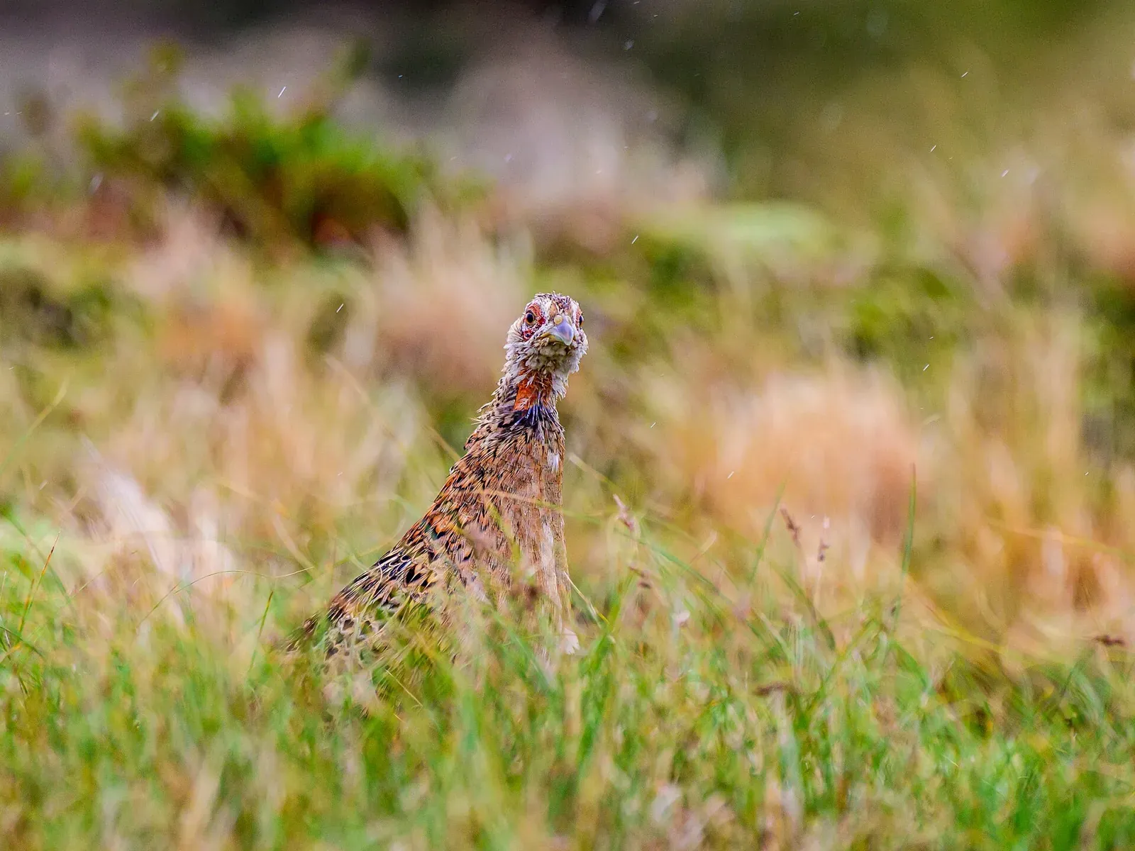Dans le Gard, la Fédération des Chasseurs lance une carte interactive pour ouvrir l'accès aux territoires de chasse
