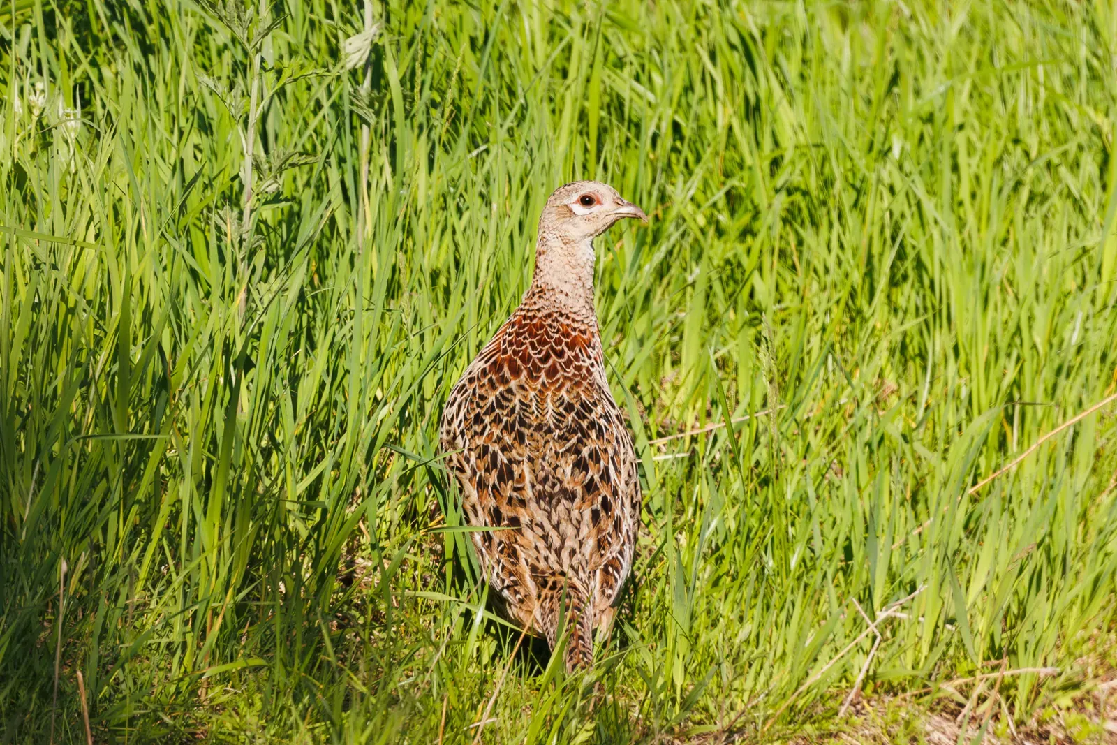 En Ille-et-Vilaine, les chasseurs nettoient la nature avec « J'aime la Nature Propre »