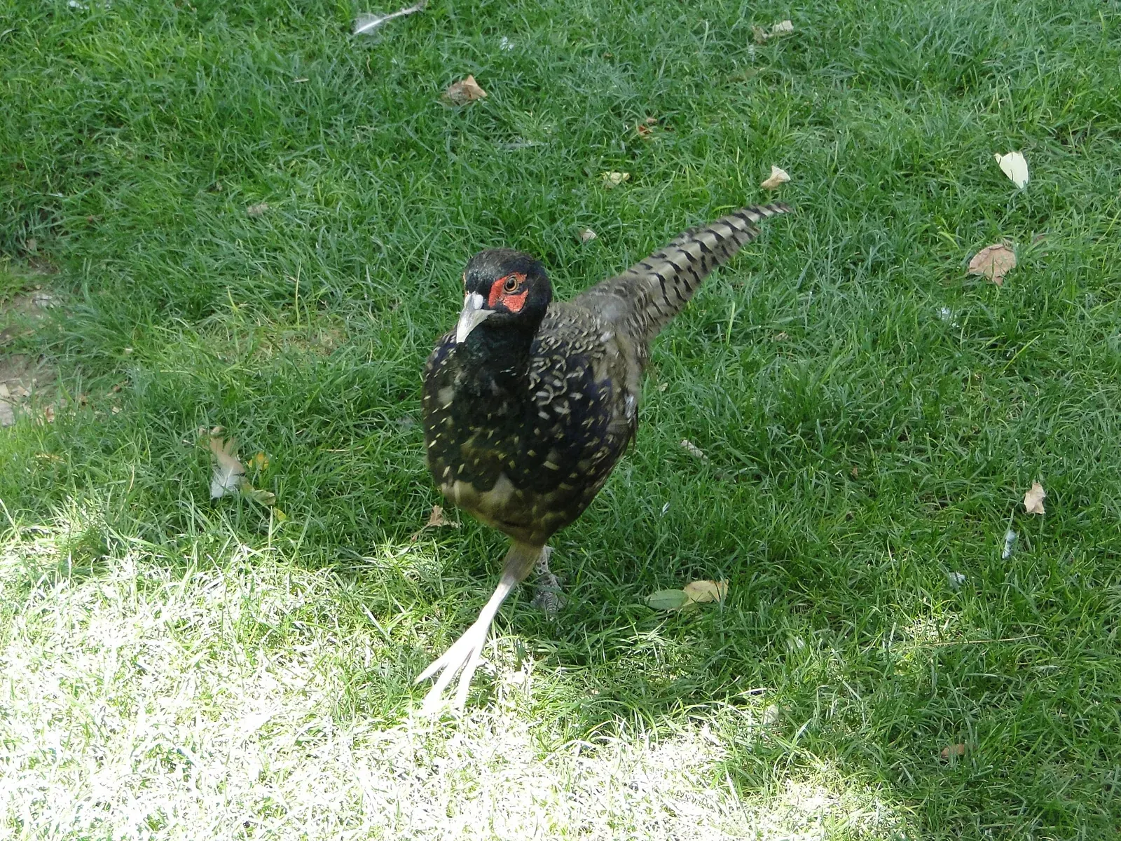 En Haute-Marne, le Département investit 150 000 € par an pour accompagner les chasseurs et la biodiversité