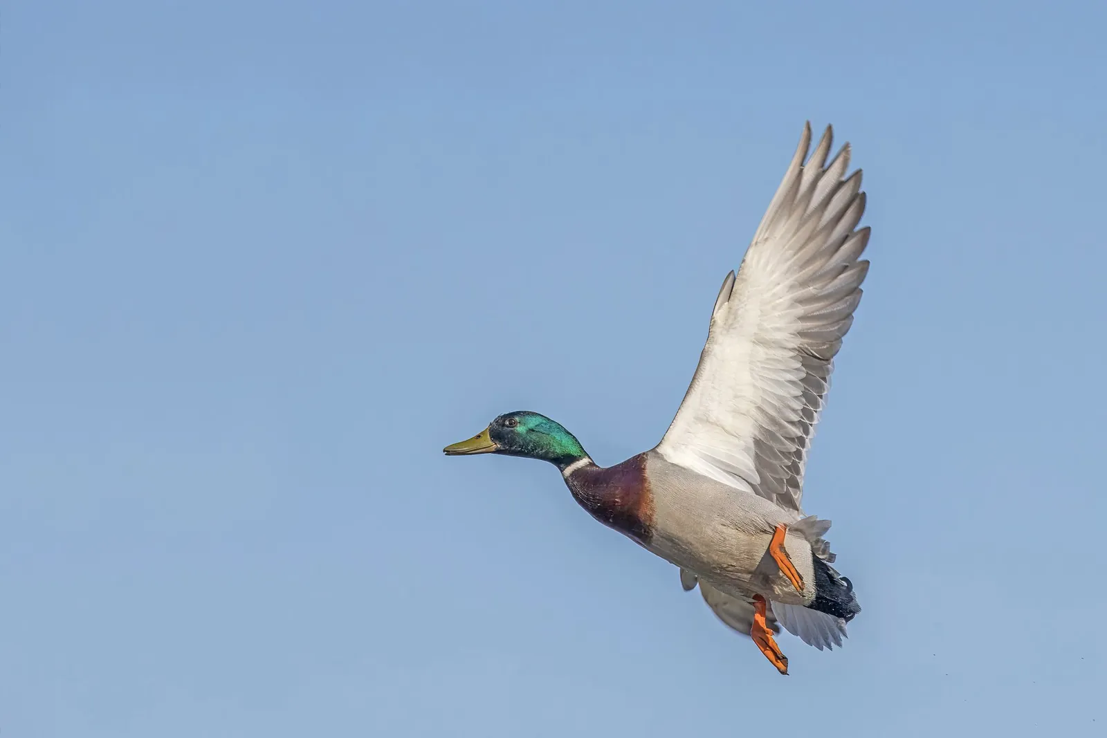 La FDC de Meurthe-et-Moselle organise sa formation annuelle "gibier d'eau" pour ses chasseurs
