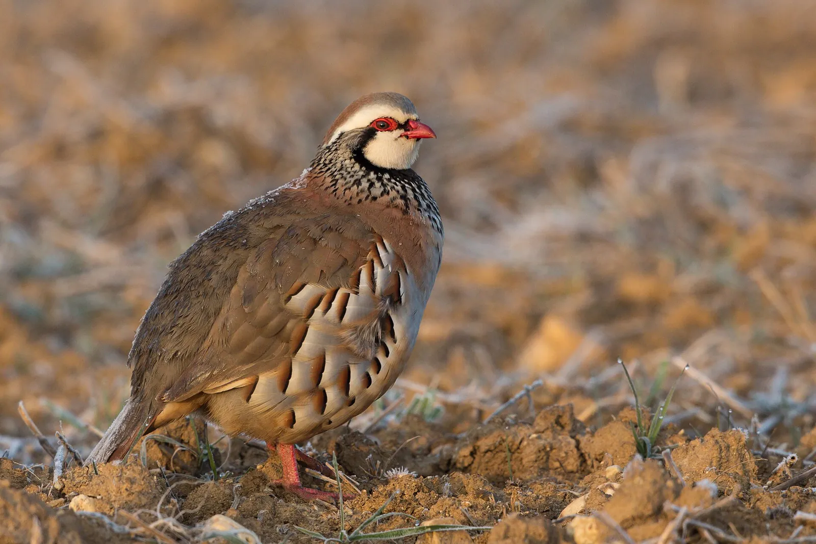 Un beau bilan pour la Fête de la chasse et de la nature au Courégant, à Plœmeur (Morbihan)