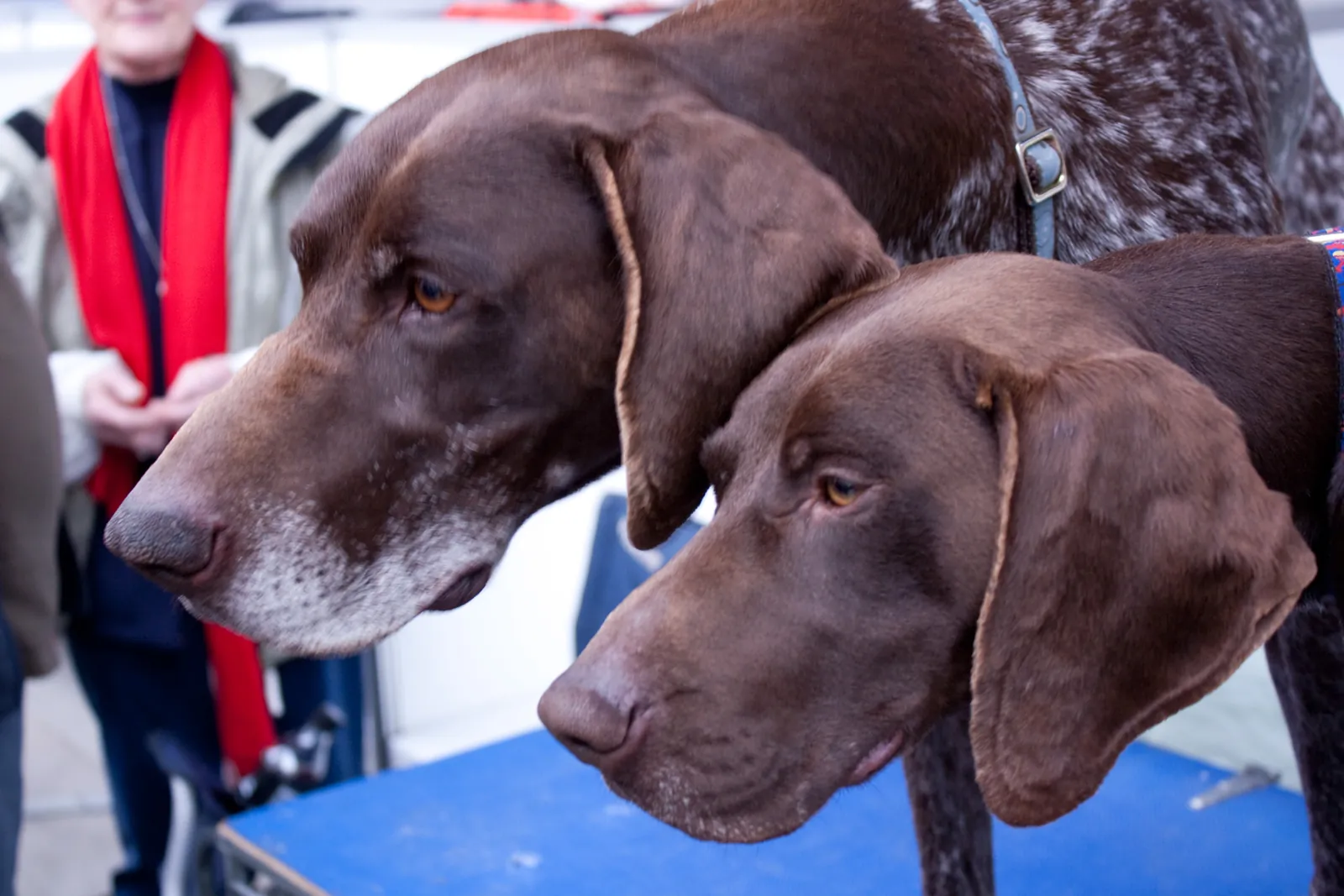 La Moselle accueille la 2e édition du Challenge National des Chasseurs de France à Morhange