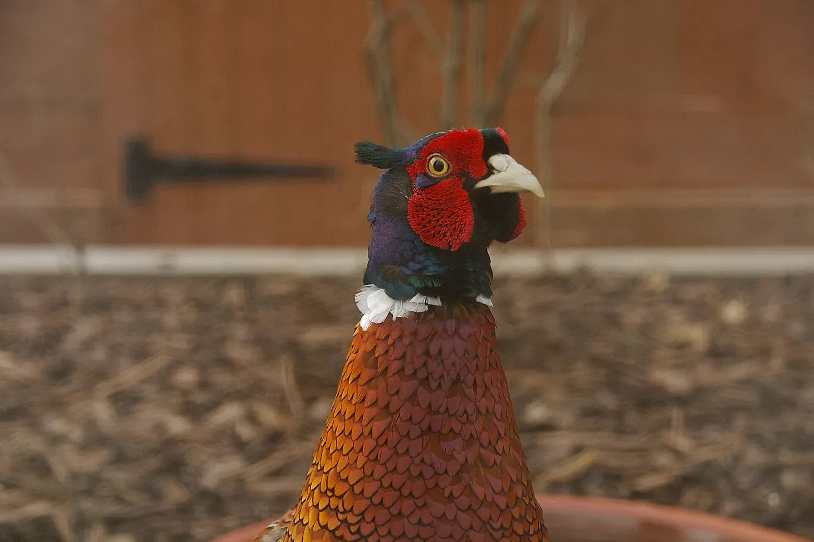 Le retour des isards au Pays basque : une réintroduction exemplaire