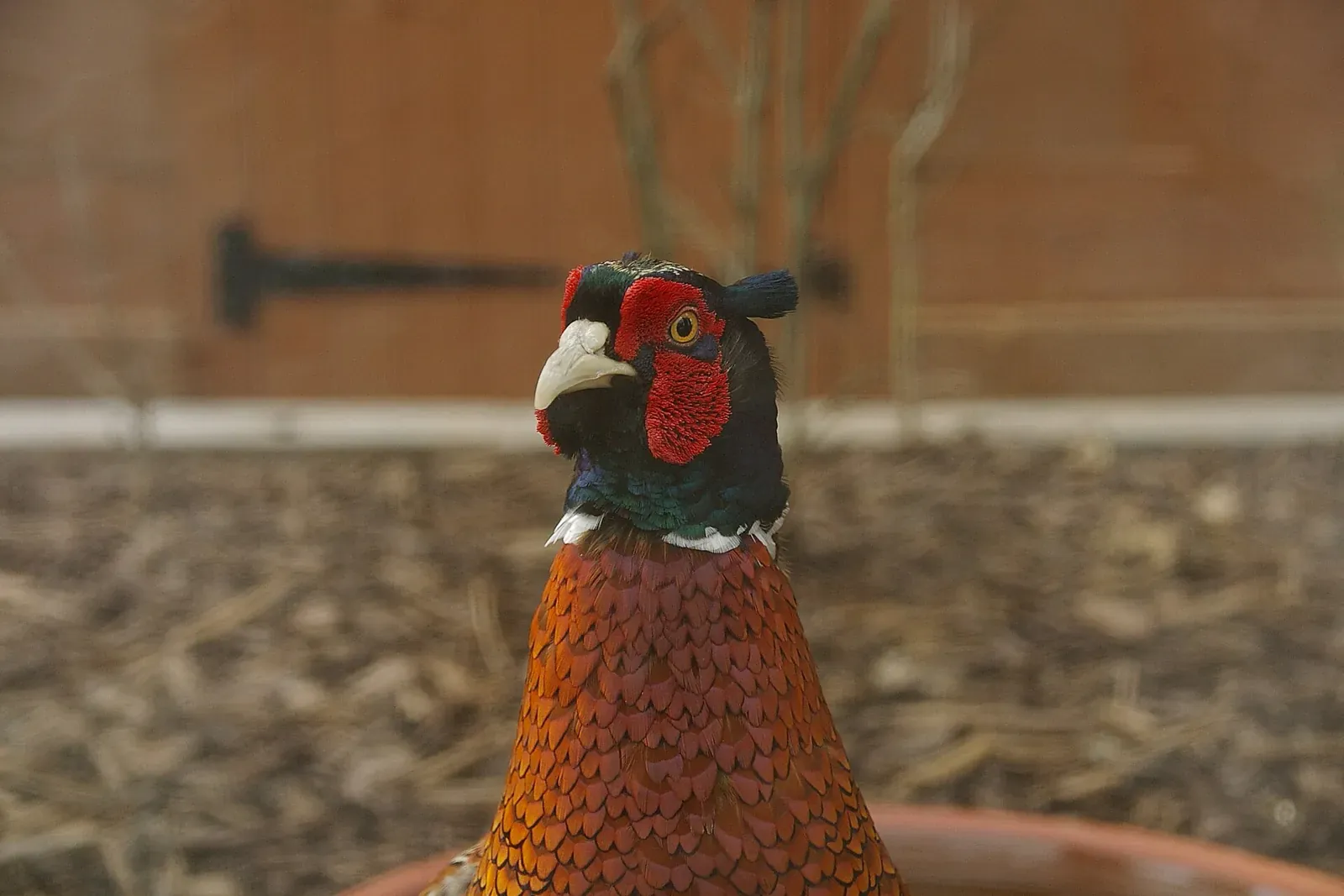 Dans le Magnoac, les chasseurs bigourdans restaurent les mares et font revenir la vie sauvage
