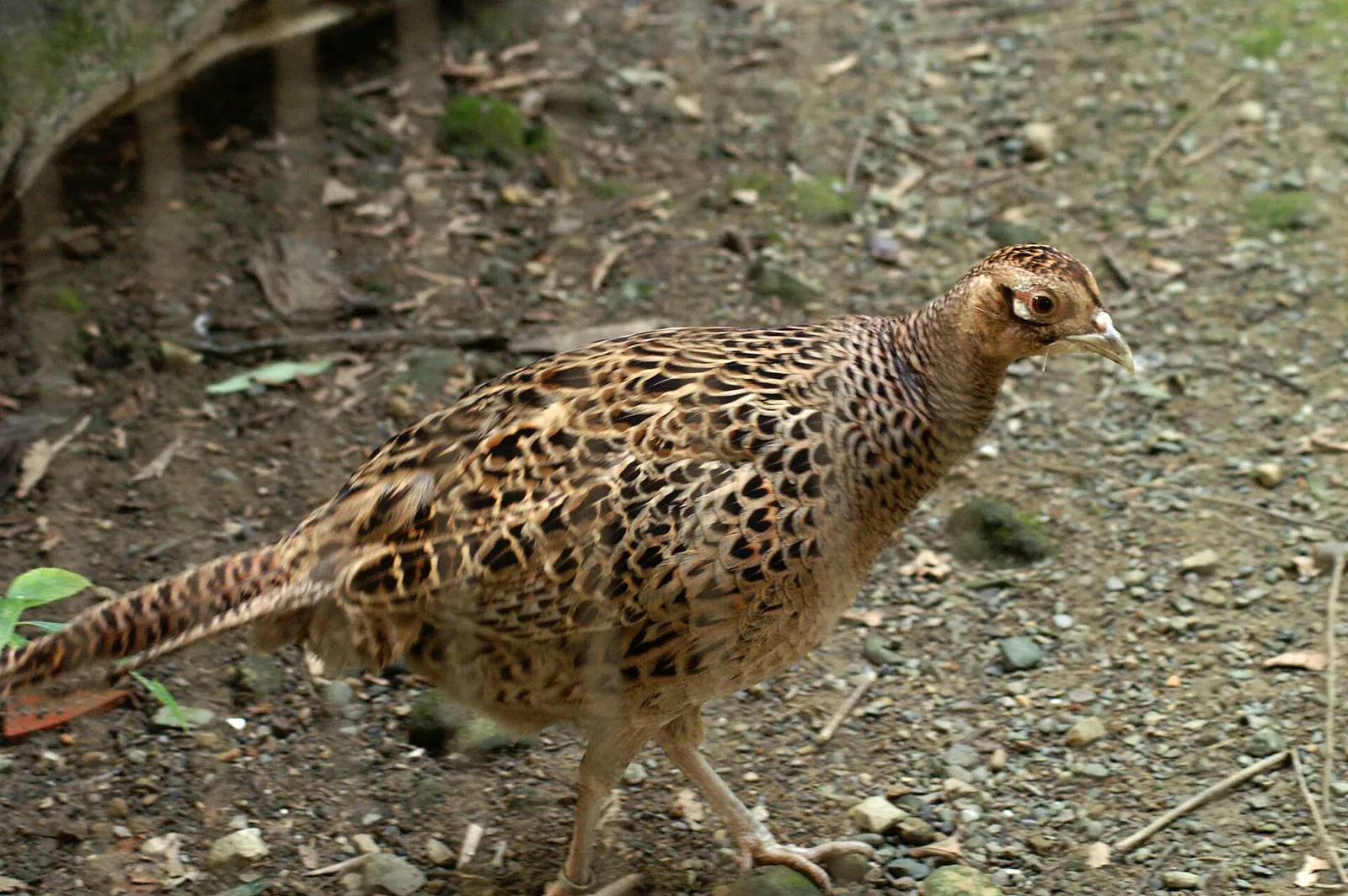 Dans le Haut-Rhin, chasseurs et naturalistes s'unissent pour la biodiversité