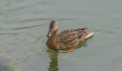 Canard colvert Anas platyrhynchos — canard sauvage chasse élevage GIBIS Isère — photo 10
