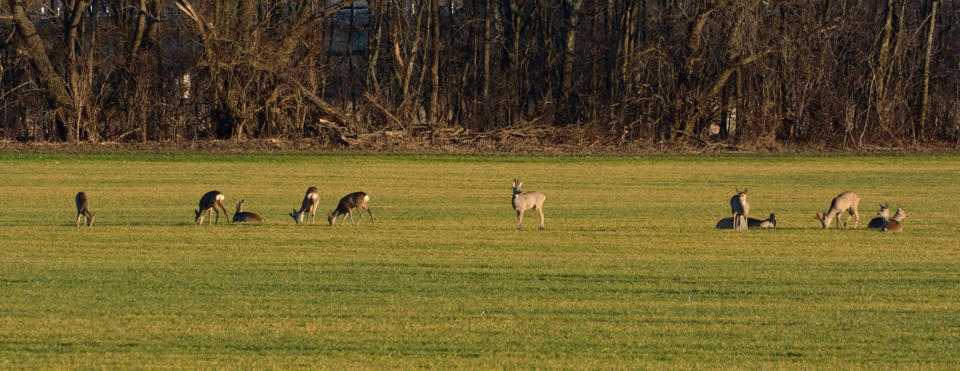 Chevreuil Capreolus capreolus — chevreuil grand gibier élevage GIBIS Isère — photo 3