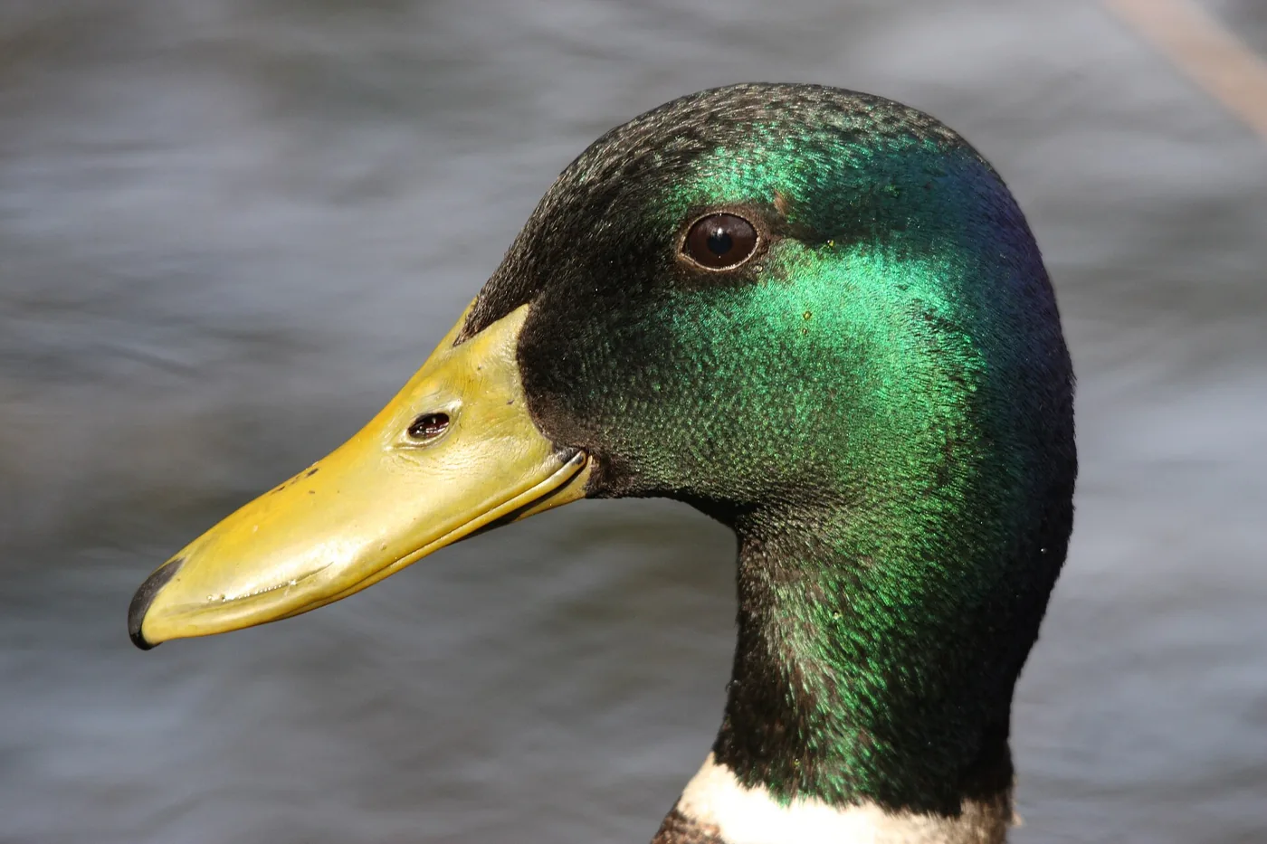 Canard colvert