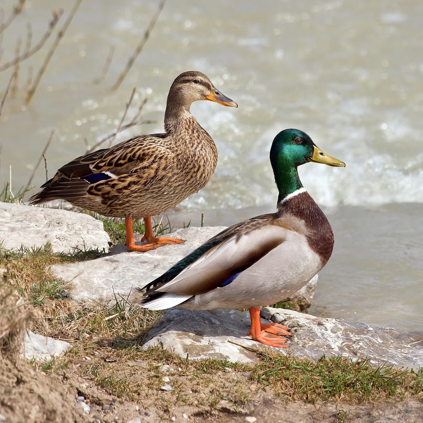 Couple de canards colverts (Anas platyrhynchos) : mâle à tête verte et femelle brune mouchetée
