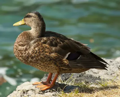Mâle de canard colvert en plumage d'éclipse, terne comme la femelle