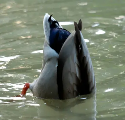 Canard colvert barbotant, l'arrière-train dressé hors de l'eau