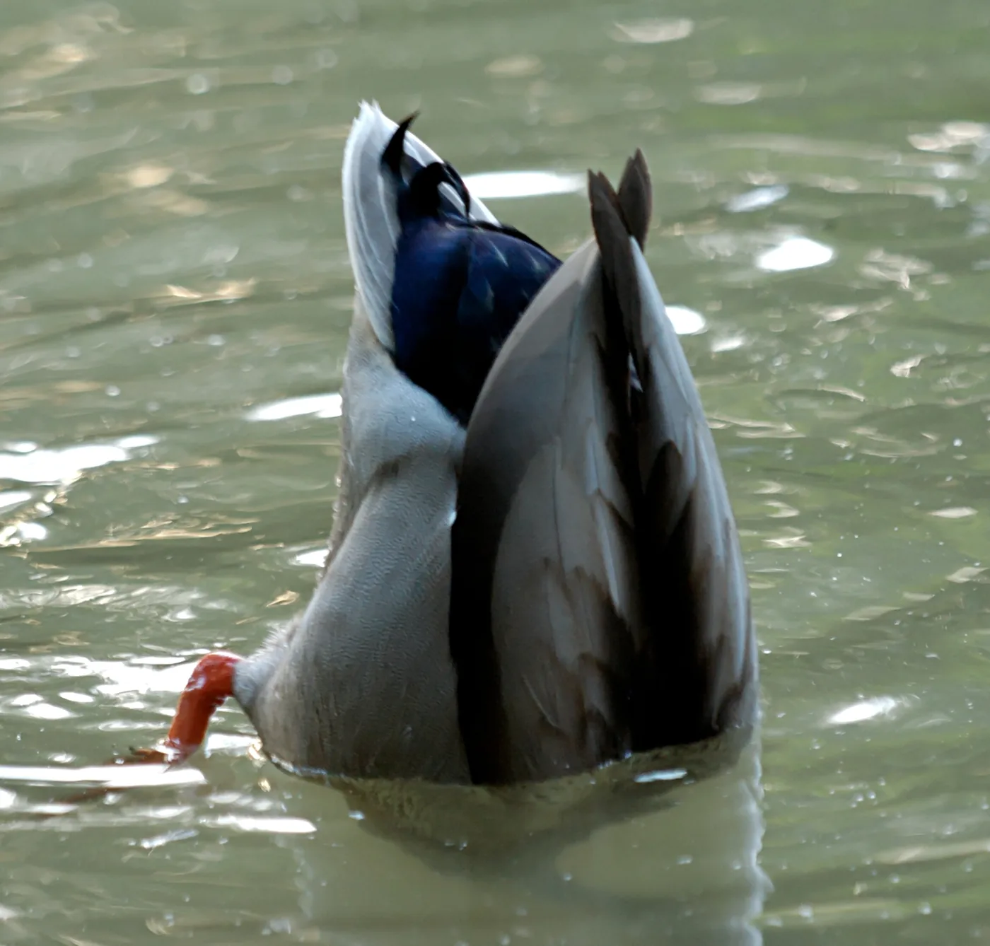 Canard colvert (Anas platyrhynchos) en train de barboter, l'arrière-train dressé hors de l'eau