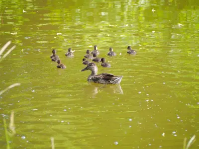 Femelle de canard colvert et ses canetons nidifuges sur l'eau