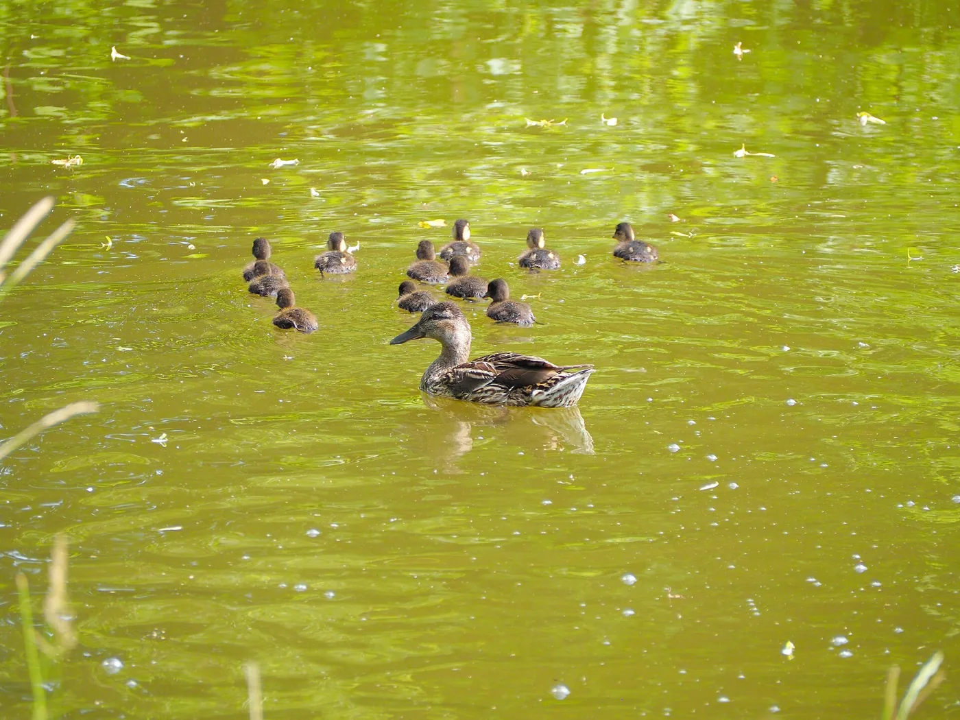 Femelle de canard colvert (Anas platyrhynchos) accompagnée de ses canetons nidifuges sur l'eau
