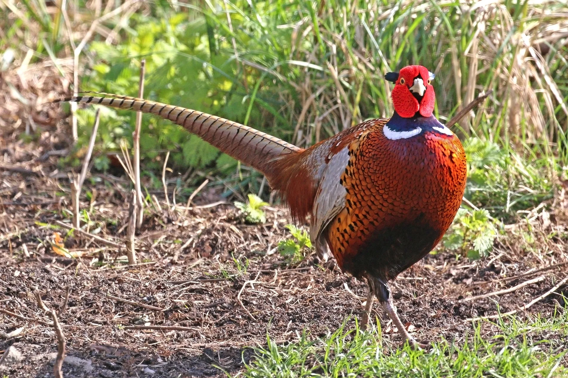 Coq faisan chinois de face, collier blanc et longue queue entière, sur un parcours d'élevage