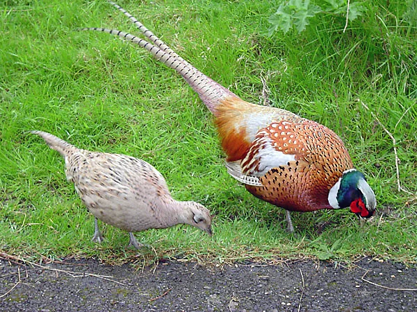 Faisan de type chinois torquatus — collier blanc, vol nerveux, chasse devant soi