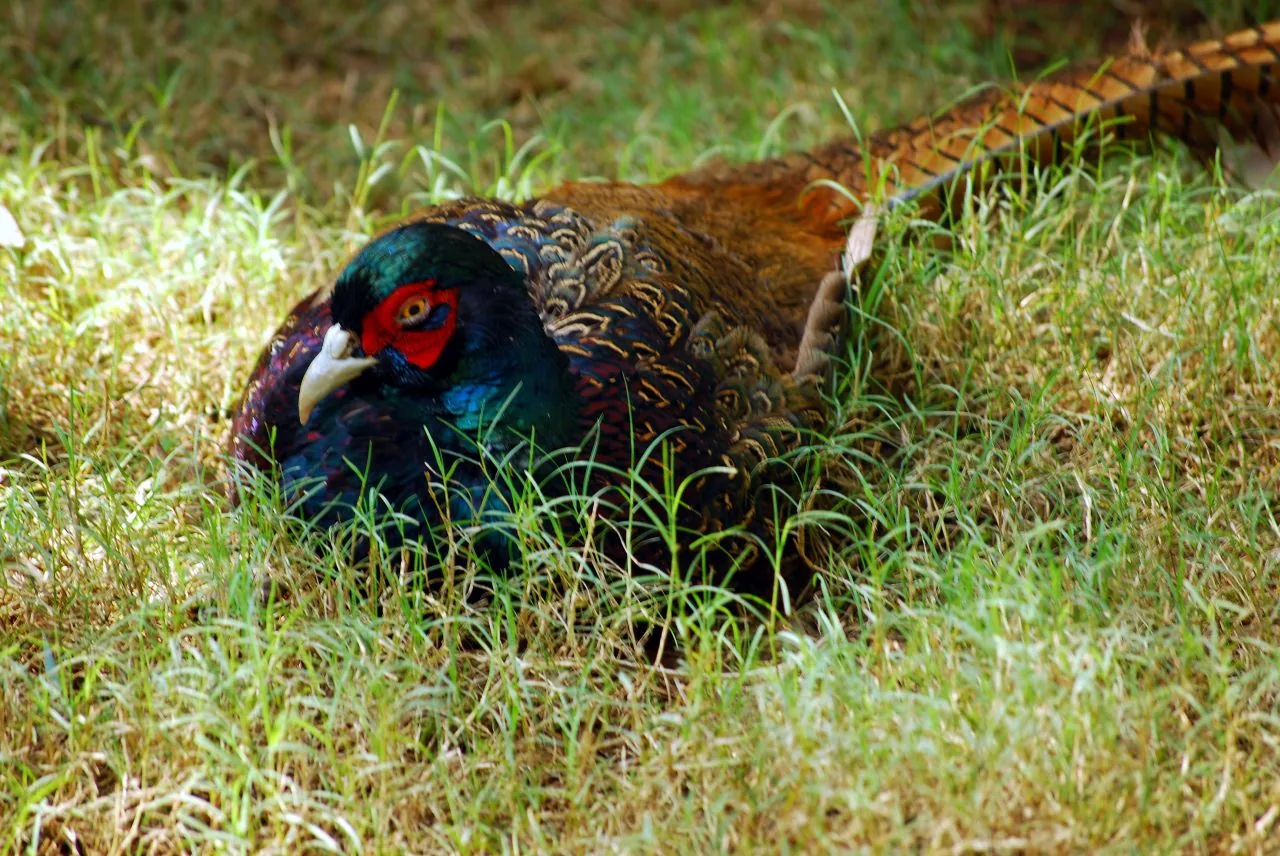 Faisan de France Phasianus colchicus — faisan de chasse repeuplement GIBIS — photo 5