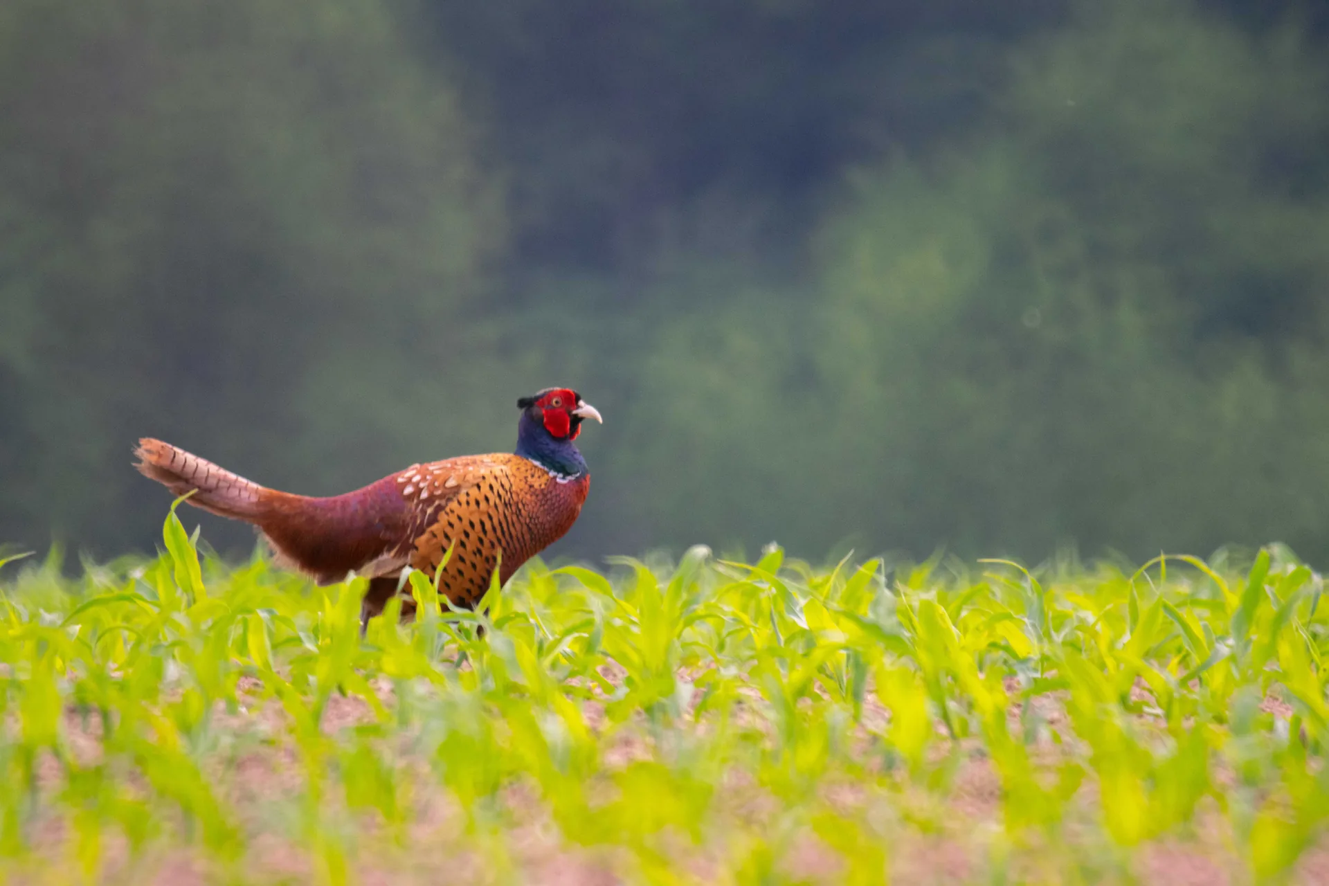 Faisan de France Phasianus colchicus — faisan de chasse repeuplement GIBIS — photo 6