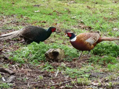 Faisan obscur mélanistique — faisan sombre plumage bleu-vert chasse GIBIS — photo 10