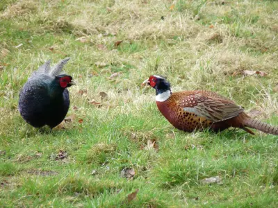 Faisan obscur mélanistique — faisan sombre plumage bleu-vert chasse GIBIS — photo 2
