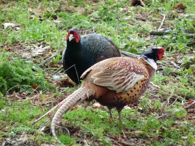 Faisan obscur mélanistique — faisan sombre plumage bleu-vert chasse GIBIS — photo 6
