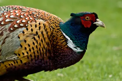 Faisan PUR CHASSE® GIBIS — souche exclusive de faisan de chasse en volière plantée, Isère — photo 3