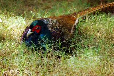 Faisan PUR CHASSE® GIBIS — plumage et comportement farouche de la souche déposée — photo 5
