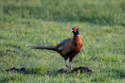 Coq faisan de Colchide adulte, queue étagée déployée