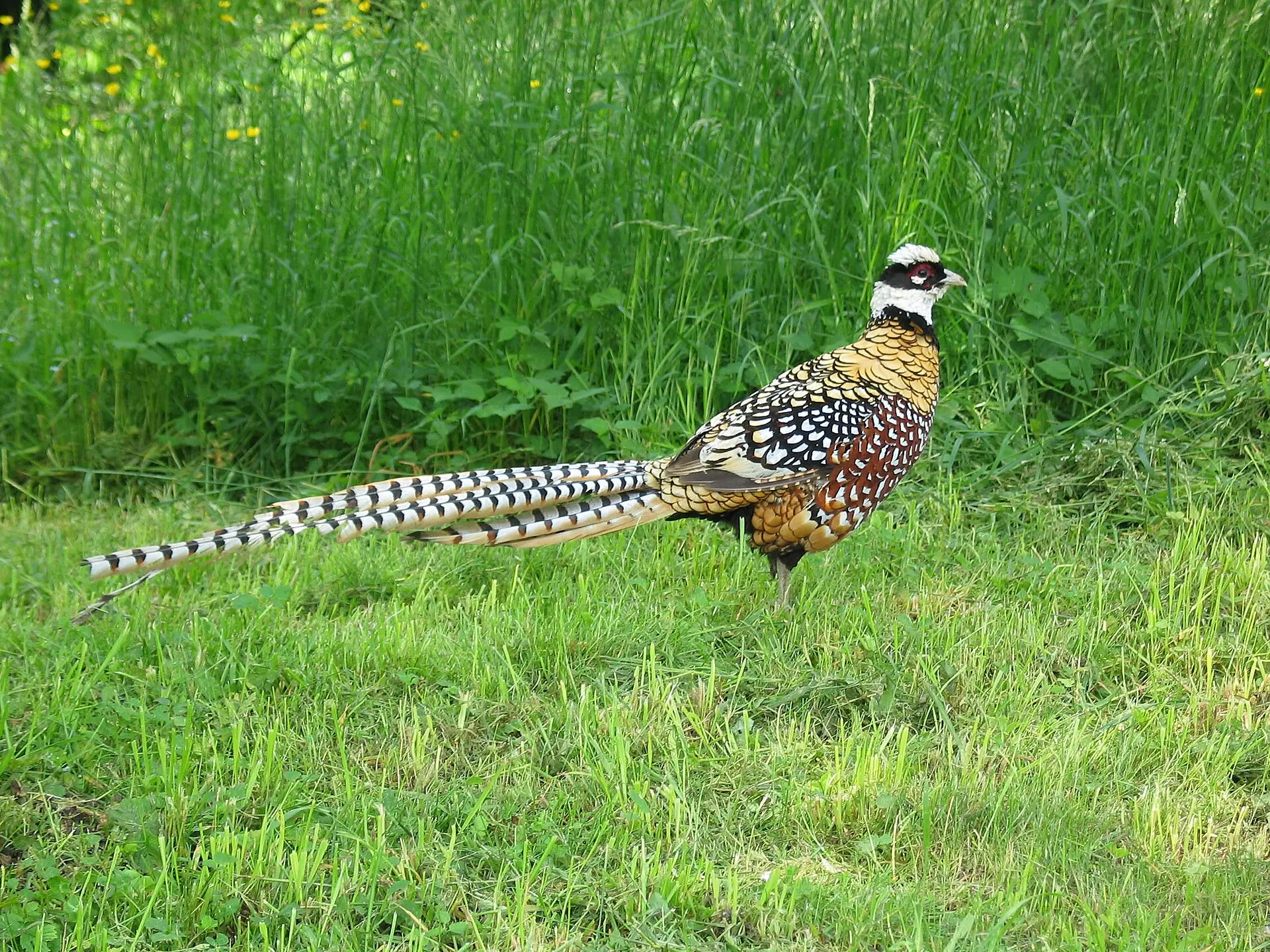 Le faisan vénéré, l'oiseau à la plus longue queue du monde