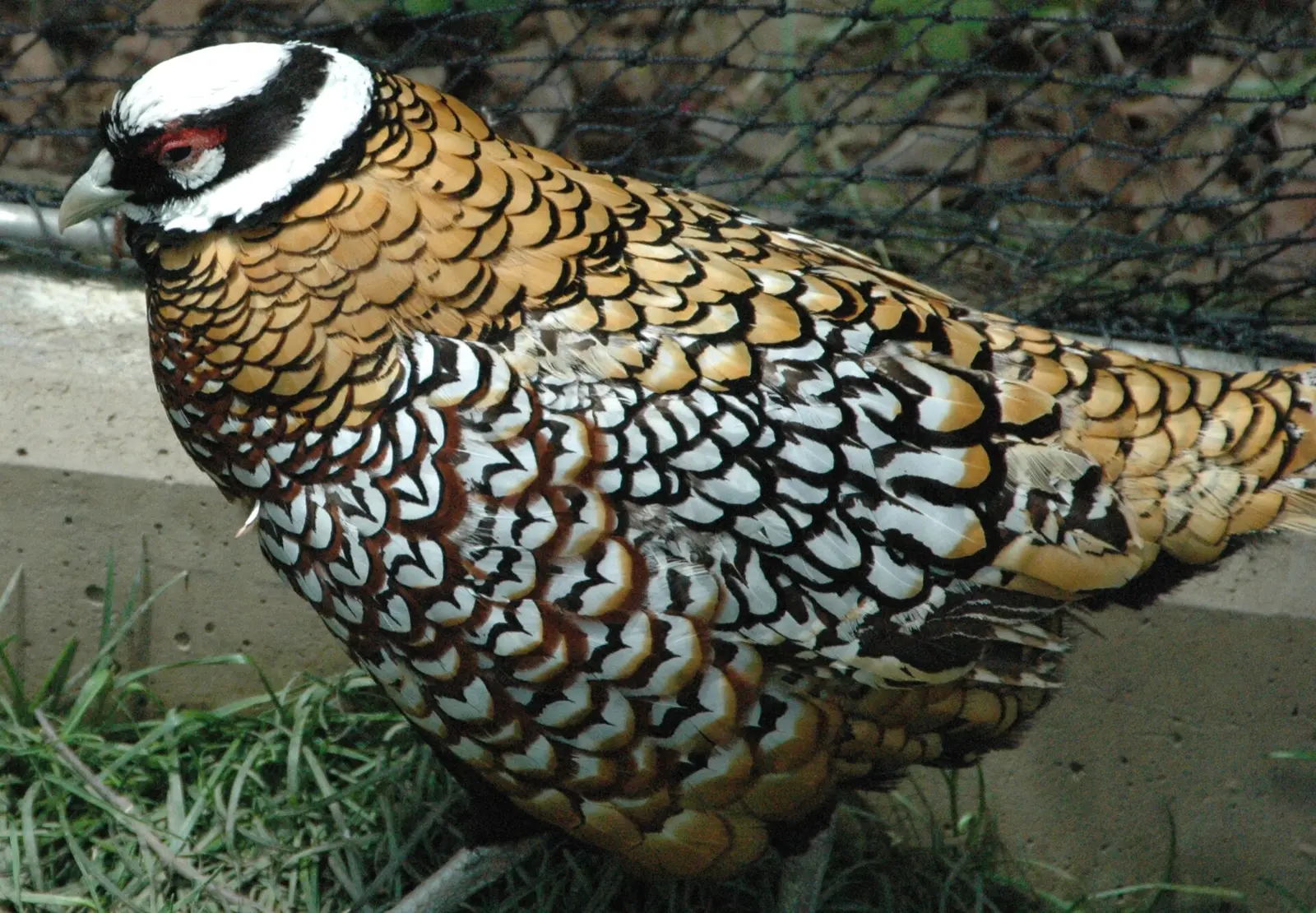 Plumage doré écaillé de noir d'un mâle faisan vénéré (Syrmaticus reevesii), calotte blanche et masque facial noir