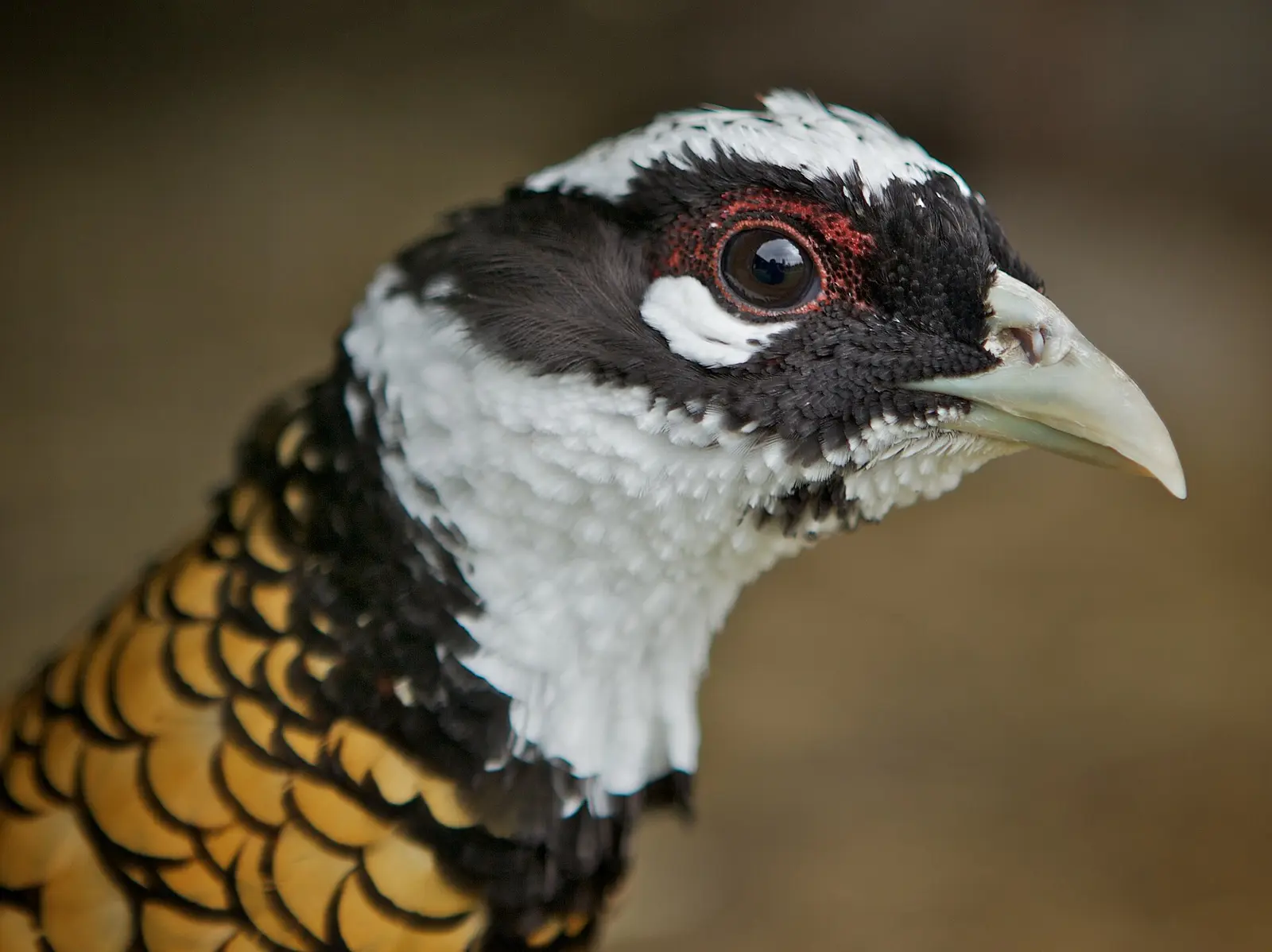 Portrait d'un coq faisan vénéré : calotte blanche, masque facial noir et cercle oculaire rouge