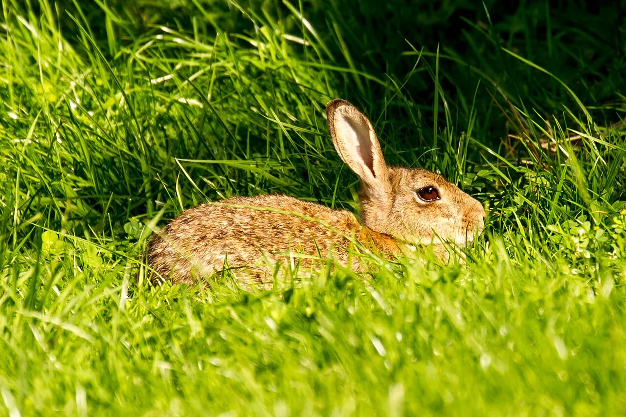 Lapin de garenne à l'entrée de son terrier, dans un milieu ouvert et sableux