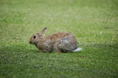 Lapin de garenne en alerte, queue blanche levée