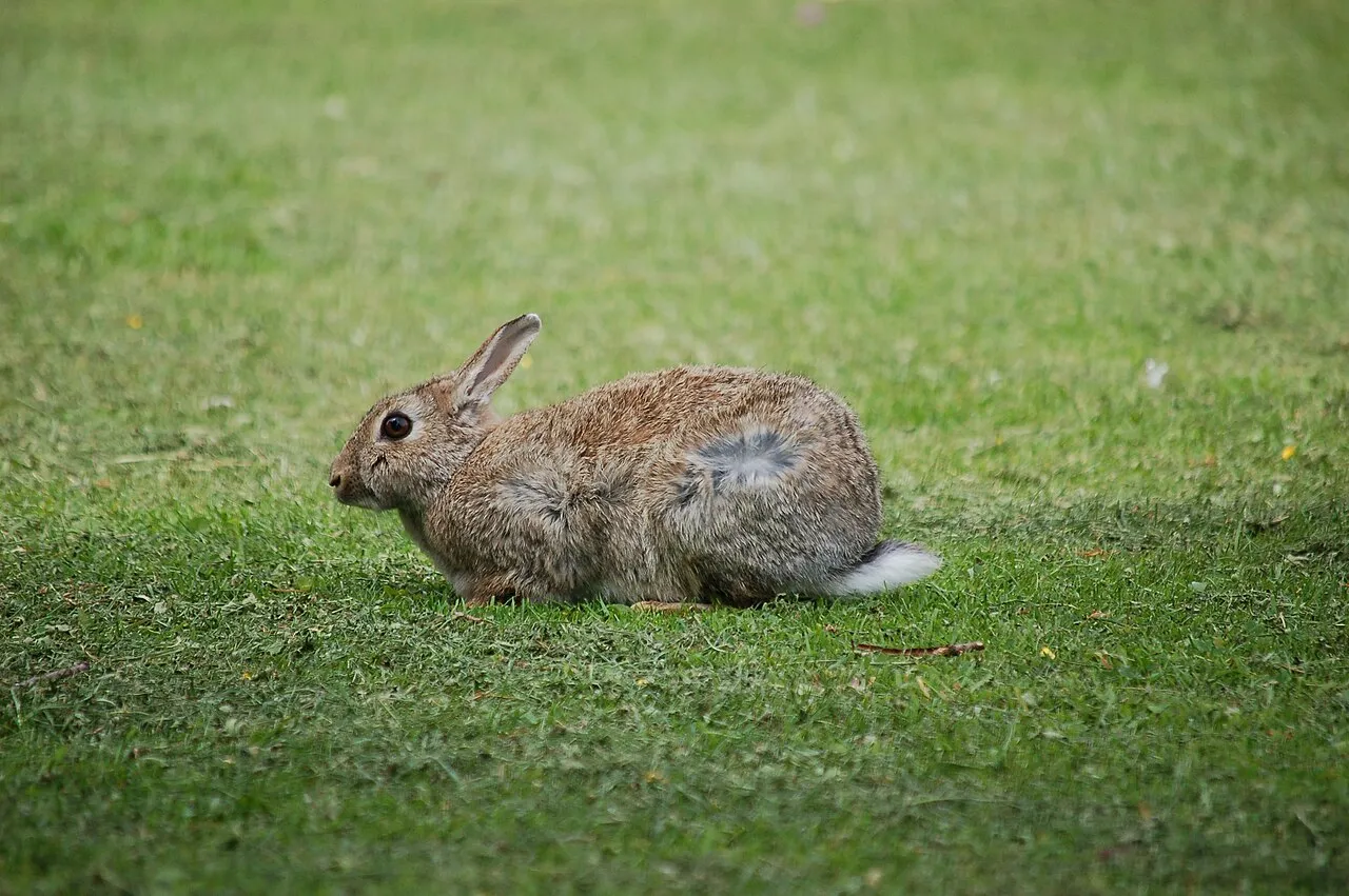 Lapin de garenne en alerte, oreilles courtes dressées et queue blanche visible