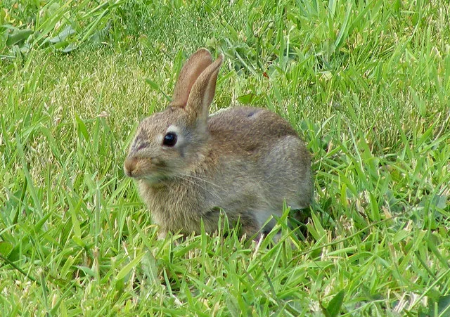 Lapin de garenne Oryctolagus cuniculus — lapin sauvage élevage repeuplement GIBIS — photo 2