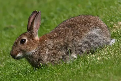 Lapin de garenne de profil montrant ses oreilles courtes et sa courte queue