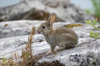 Lapin de garenne Oryctolagus cuniculus — lapin sauvage élevage repeuplement GIBIS — photo 7