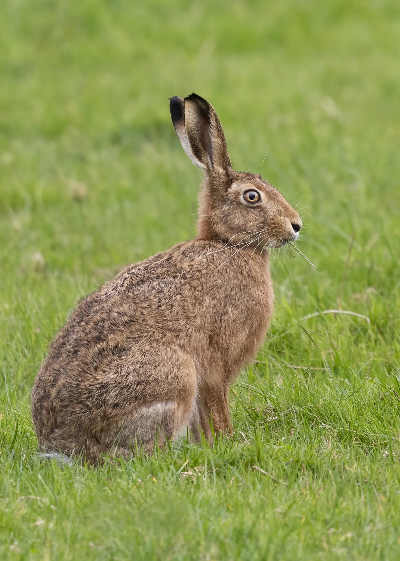 Lièvre d'Europe adulte (Lepus europaeus) de profil, longues oreilles à pointe noire