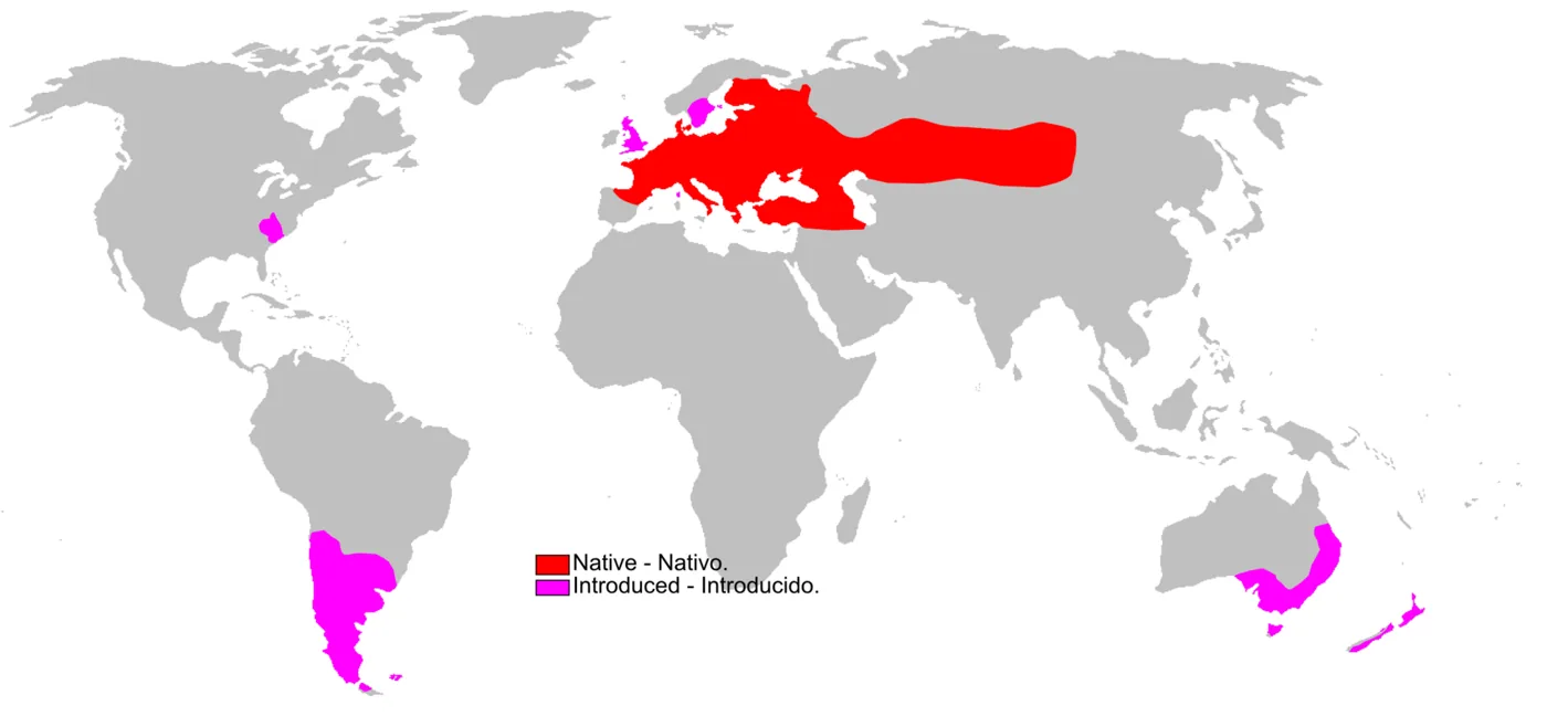 Carte de répartition du lièvre d'Europe (Lepus europaeus) : aire native et zones d'introduction