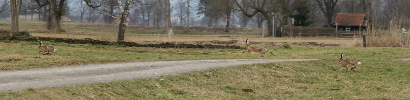 Lièvre d'Europe en course dans un champ, milieu agricole ouvert