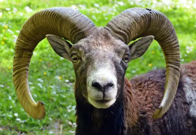 Bélier mouflon méditerranéen de face, cornes en spirale complète