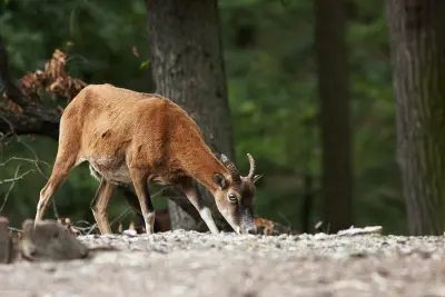 Brebis mouflon en train de brouter en sous-bois