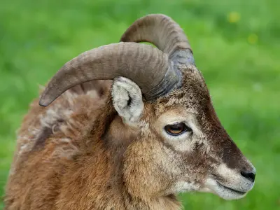 Portrait de profil d'un mouflon méditerranéen