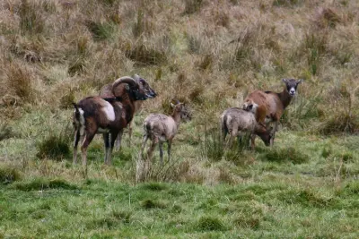 Harde de mouflons avec brebis et agneaux en prairie